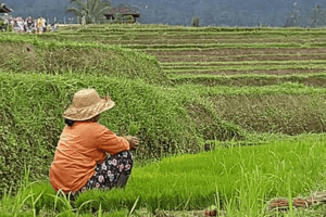 Les rizières de Bali
