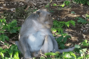 Macaque de l'ile de Lombok en Indonésie