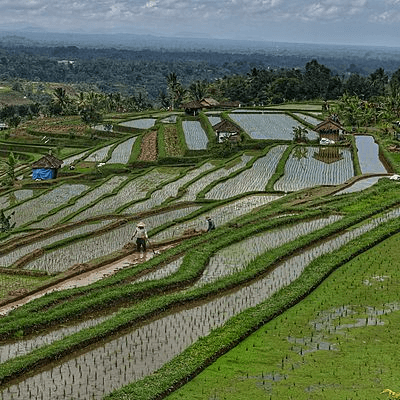 Rizières en terrasse de Bali