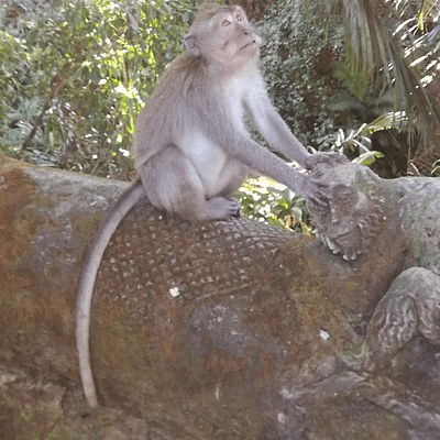 Macaque de Monkey Forest à Ubud sur l'ile de Bali