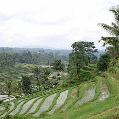 Rizieres de l’île de Bali en Indonésie