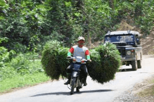 Conduite insolite sur les routes d’Indonésie