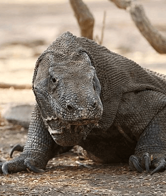 Varan de Komodo parc national de Komodo en Indonesie