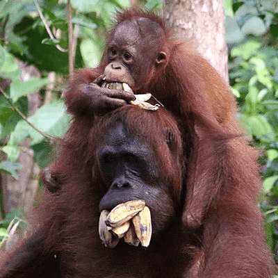 Nourrissage d'une femelle Orang outan et son petit dans le parc national de Tanjung Puting à Borneo