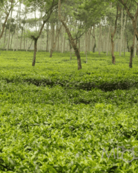 Java Wonosari Tea Plantation