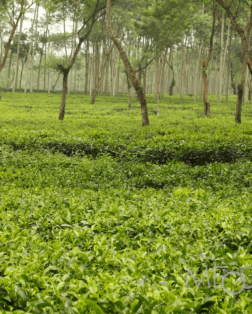 Plantation de thé de Wonosari à Malang East Java