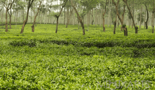 Java Wonosari Tea Plantation