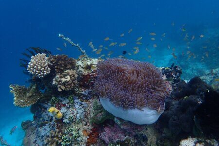 Sulawesi Bunaken Snorkeling Anémone