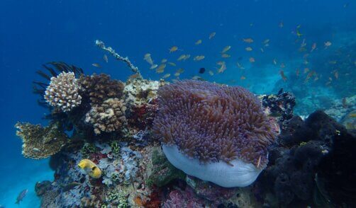 Sulawesi Bunaken Snorkeling Anémone