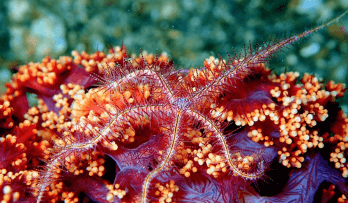 Sulawesi Bunaken Snorkeling