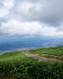 Plantation de thé de Pagar Alam au sud de Sumatra en Indonésie