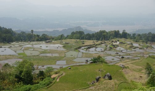 Sulawesie Rizière Toraja