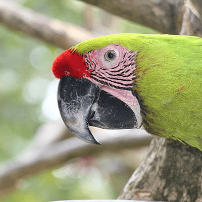Perroquet du Bali bird park