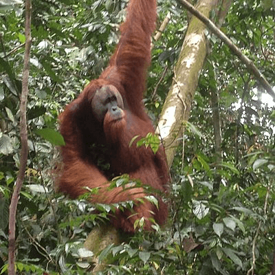 Orang outan dans la jungle dde Bukit Lawang à Sumatra