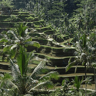 Rizières en Terrasse de Bali
