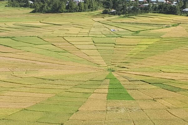 Archipel360 – Flores -Cara Rice field 2