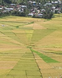 Archipel360 - Flores -Cara Rice field 5