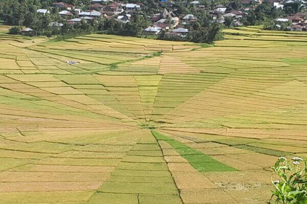 Archipel360 – Flores -Cara Rice field 5