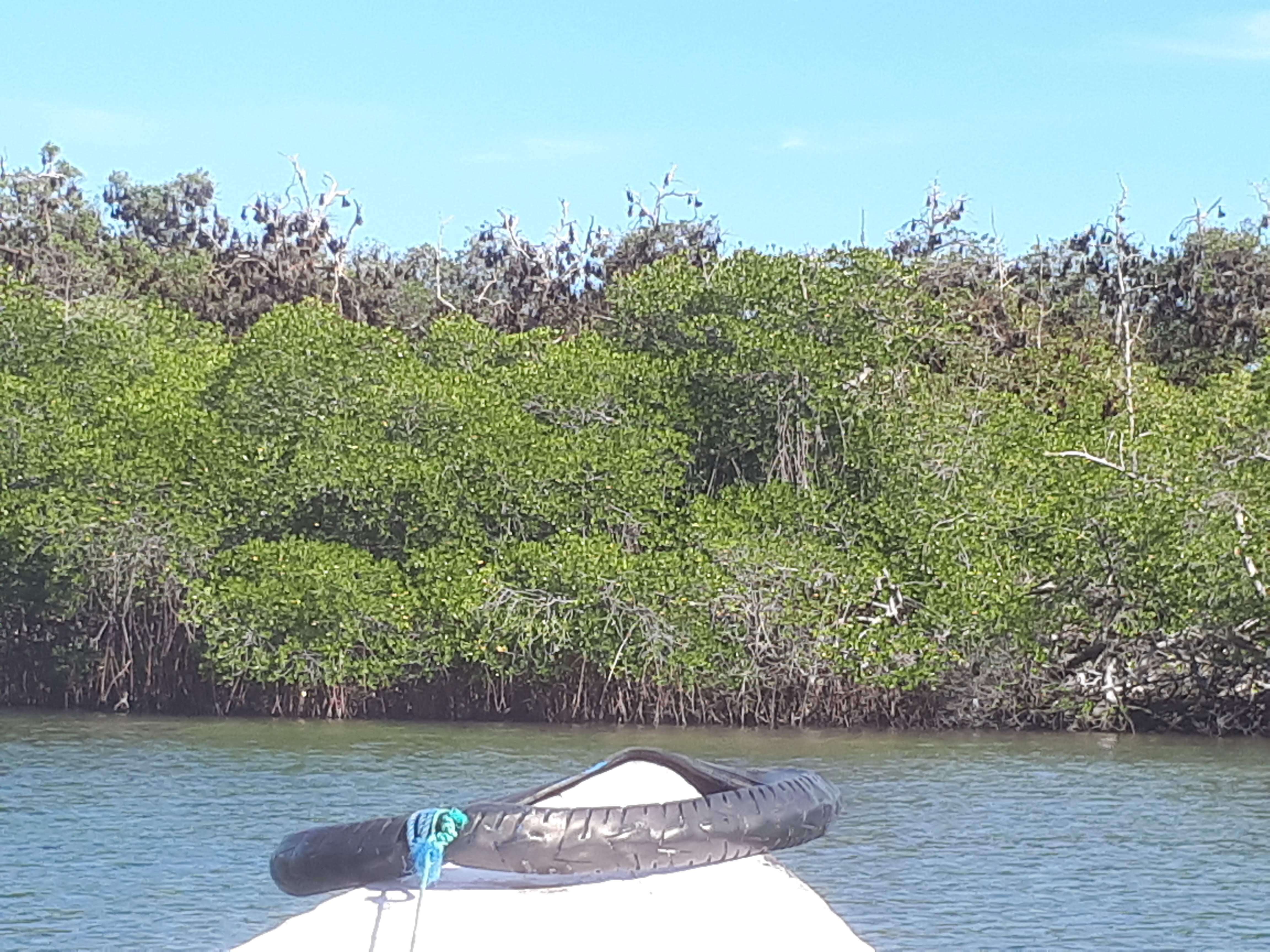 Mangrove à Riung Flores