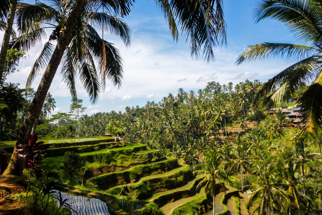 Superbes rizières en terrasses de Bali