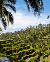 archipel360 Bali Rice Field Rizieres 2