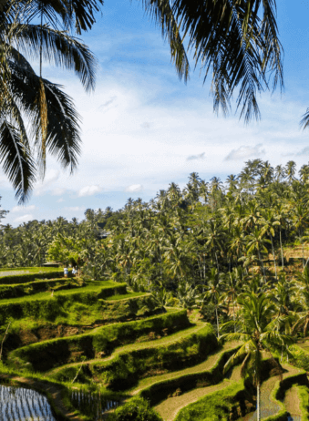 archipel360 Bali Rice Field Rizieres 2