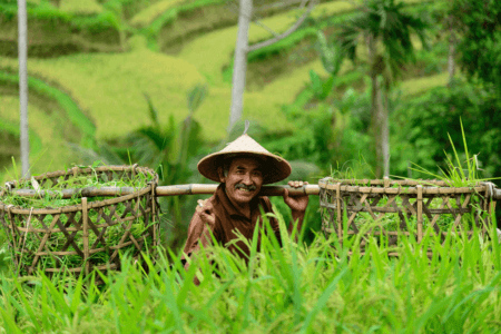 Paysan dans une rizière à Bali