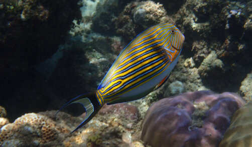 snorkeling