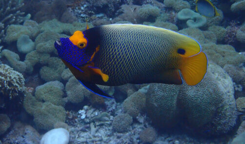 Poisson multicolore à Bali