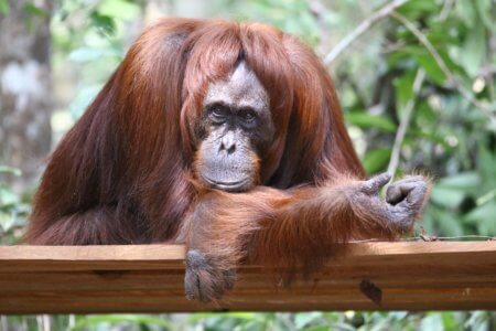 Orang Outan à Sumatra
