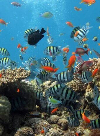 Archipel360 - Blog - Plongee - Diving 1