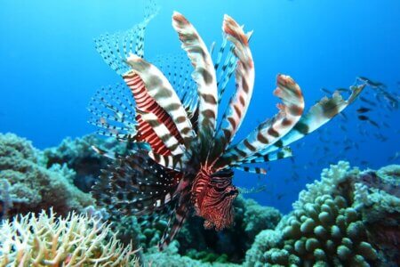 Archipel360 - Blog - Plongee - Diving 3