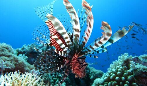 Archipel360 - Blog - Plongee - Diving 3