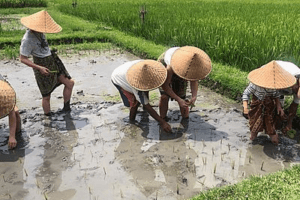 Plantation du riz a la ferme ecotouristique de Taman Sari Buanna
