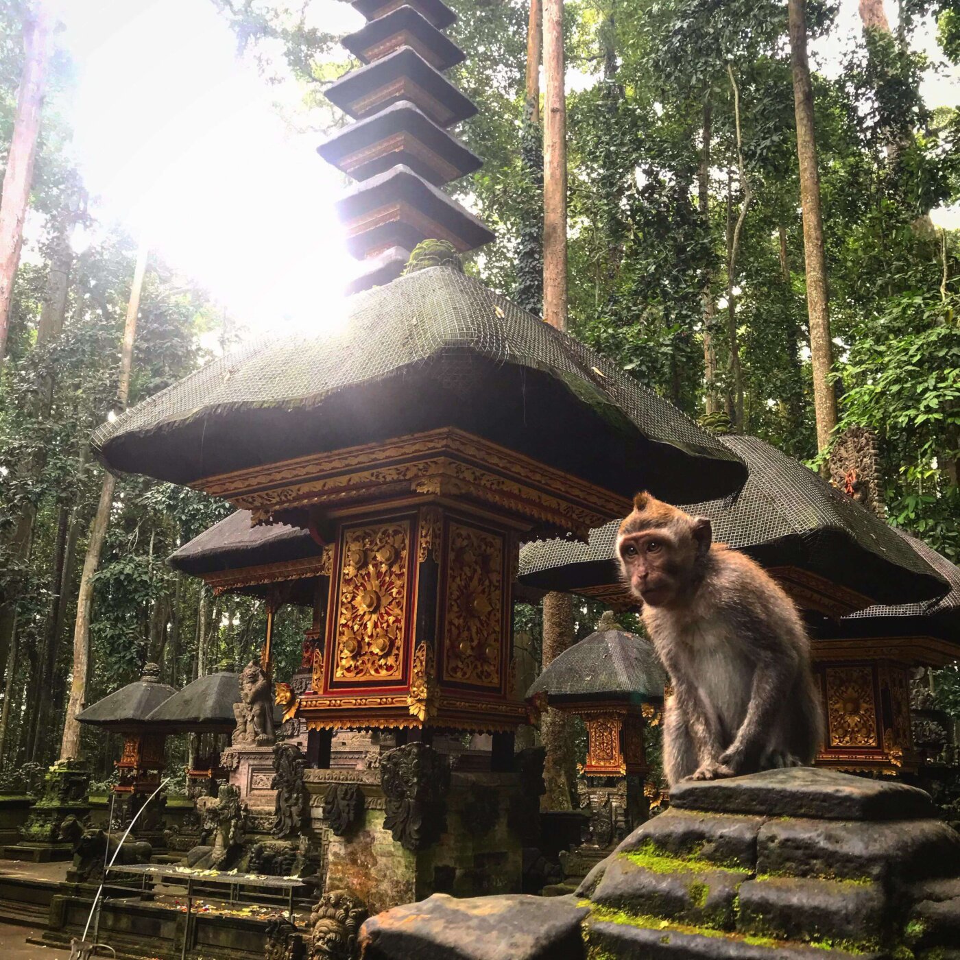 Archipel360 – blog- singes