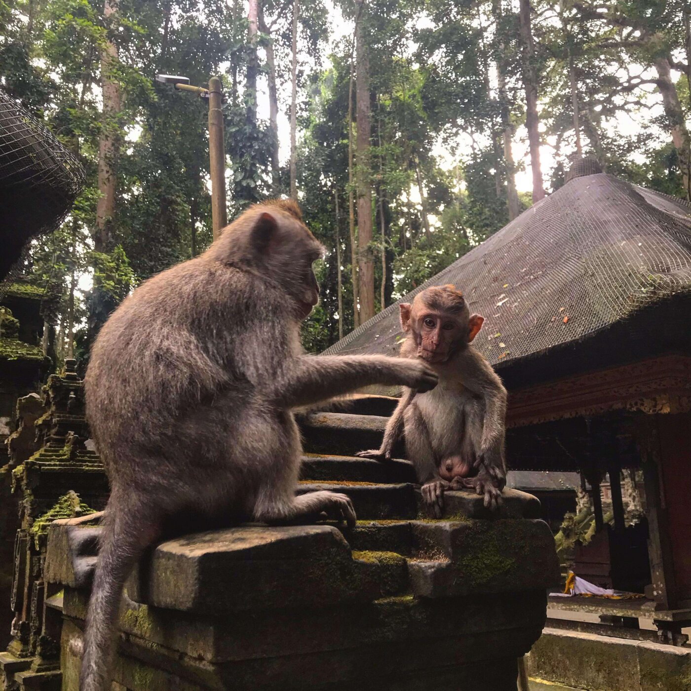 Archipel360 – blog- singes 4