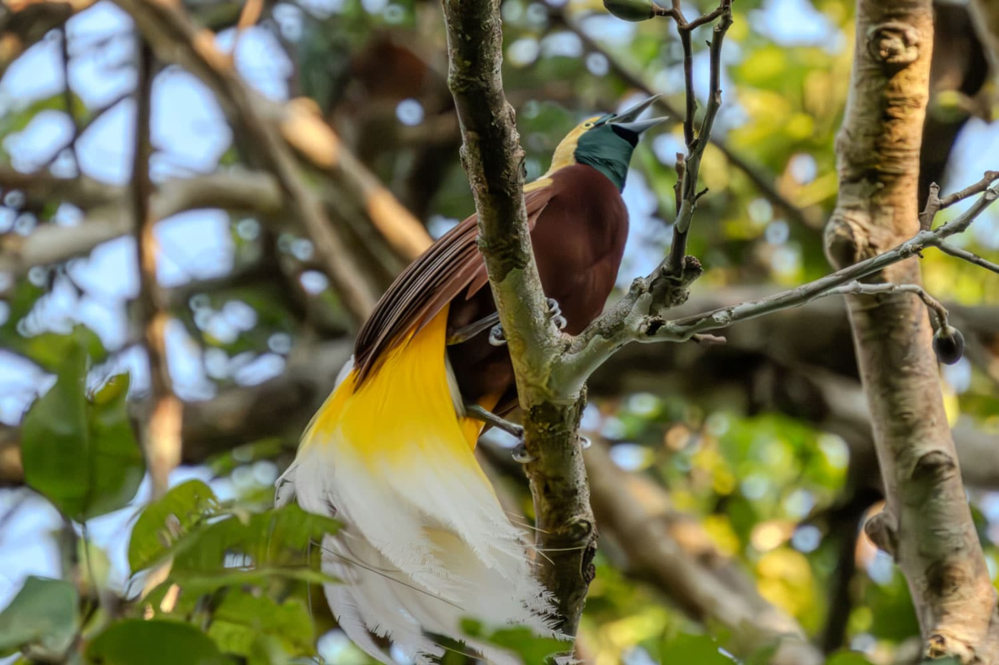 Indonesia Oiseaux paradis