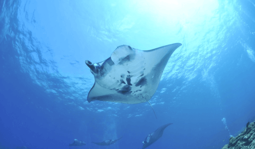 archipel360 - Blog- Diving Bali Penida Manta Rai