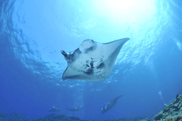 archipel360 – Blog- Diving Bali Penida Manta Rai