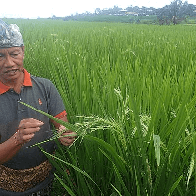 Paysan contrôlant l’évolution de la culture du riz à Bali