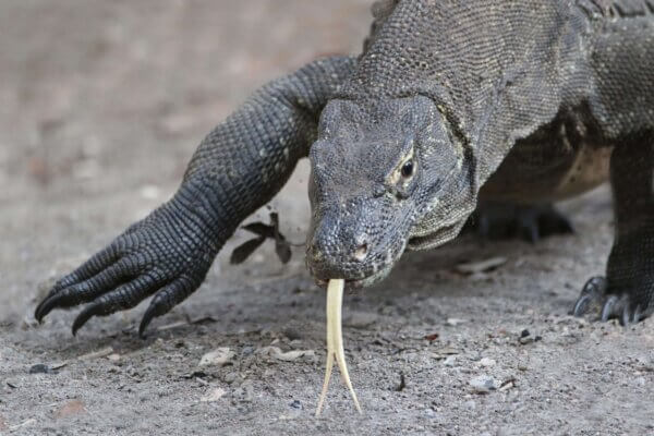 archipel360 Flores – Komodo 109