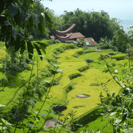 Archipel360 Sulawesi Batutumonga Riziere