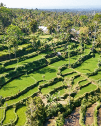 Lombok Rice field Tetebatu