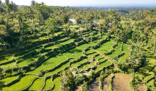 Lombok Rice field Tetebatu