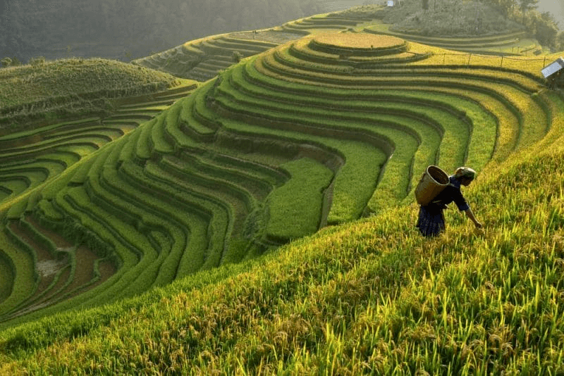 Les magnifiques rizières de Belimbing à Bali