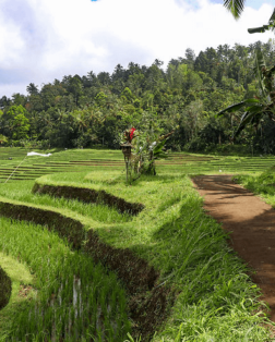 Ballade au bord des rizieres de Munduk à Bali