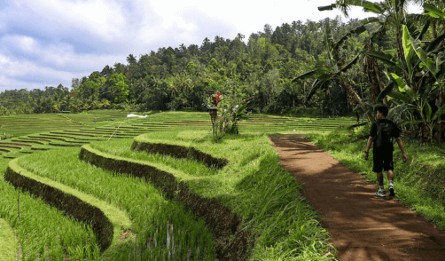 archipel360 Bali Munduk Rizieres