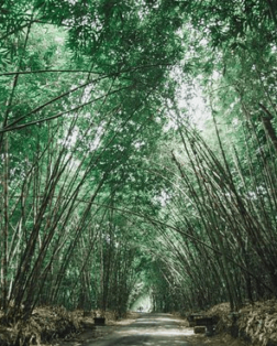 Sentier au milieu d'une foret de bambou