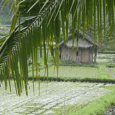 Cabanon au milieu des rizières
