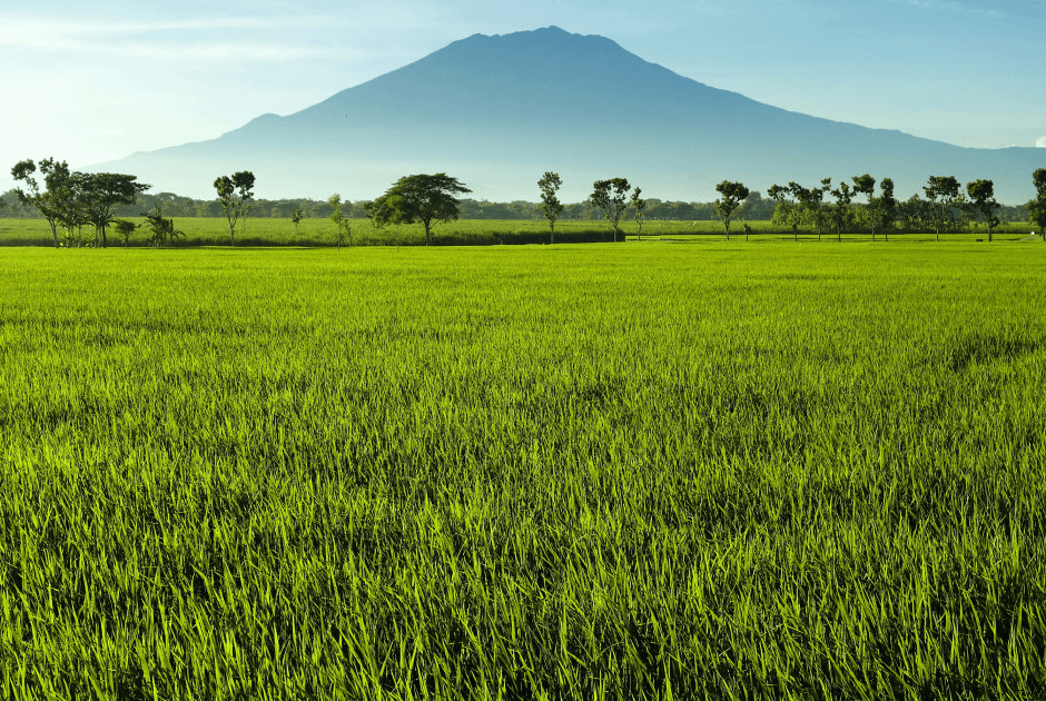 Les rizieres de Bogor avec le volcan en arriere plan à Java